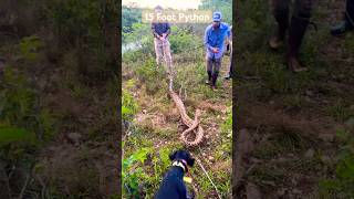 ⁠Me, @PythonCowboy and Otto getting it done #everglades #pythonhunting #otto #wildplates #oldrow Details