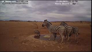 Variety of visitors at the waterhole in the Namib Desert (27 October 2021)