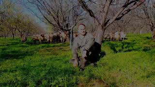 Sheep in Organic Almond Orchard - Capay Hills Orchard