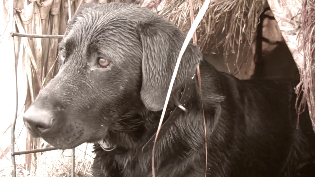 Duck Dog Waterfowl 2 YouTube