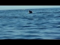 Middle of video