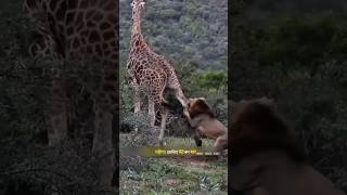 जिराफ ने शेर को सिखाया सबक | Lion VS Giraffe | #lion #giraffe #animals #wildlife | #shorts