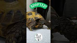 celebrating an adoption on World Turtle Day!  #tortoise #redfoottortoise #worldturtleday