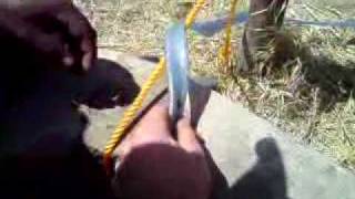 Windpump prototype