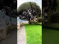 شجرة المظلة المذهلة في إيطاليا سبحان الله مشهد رائع Shorts 