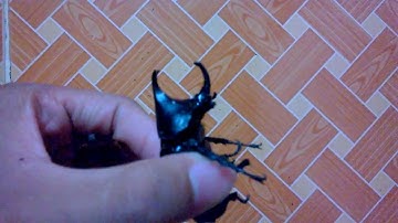 Tiễn em kiến vương 2 sừng