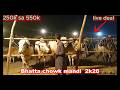 Bhatta  Chowk mandi | 250k sa 550k heavy bulls| latest update | Qurbani bakra eid 2k26