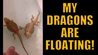 WTF!... MY DRAGONS ARE FLOATING! by GRIM'S CHANNEL 1,664 views 2 years ago 10 minutes, 34 seconds