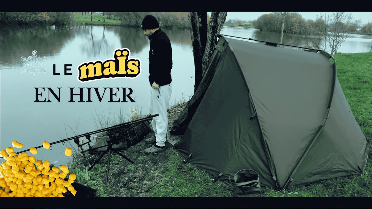 Le maïs doux est-il vraiment efficace pour la carpe en hiver ? / Pêche de la Carpe en Hiver