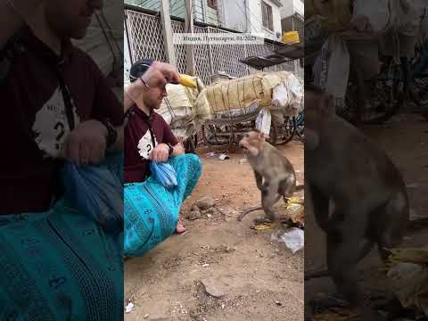 Видео: Как обезьянка любит бананы. Индия, Путтапарти