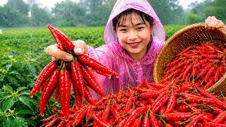 Village Farm Life: Single Girl Harvesting Fresh Chilies by Hand #singlemom #farm #chiliharvest