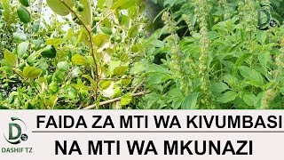 FAIDA ZA MTI WA KIVUMBASI NA MTI WA MKUNAZI