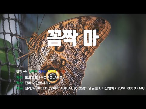 [은성 반주기] 꼼짝마 - 모모랜드(MOMOLAND)