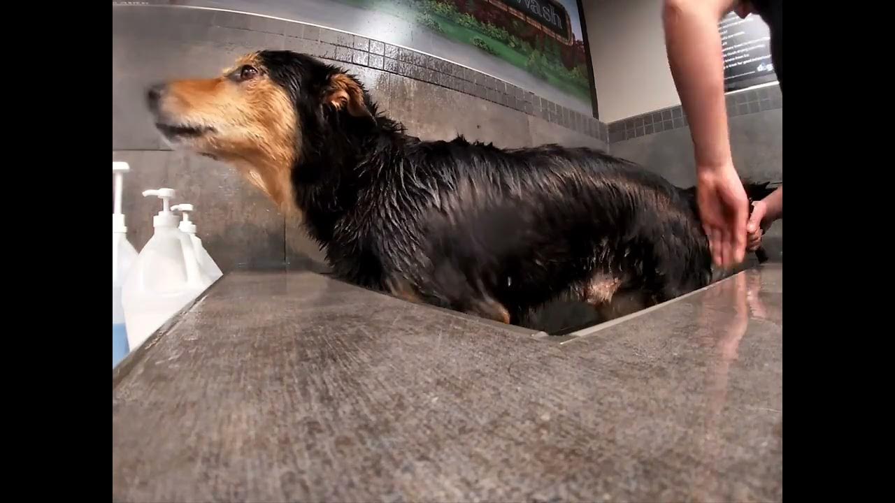 Stinky Puppy soapy bath day YouTube