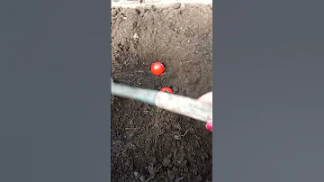 сажаю помидоры в зиму, чтобы получить рассаду в следующем году.