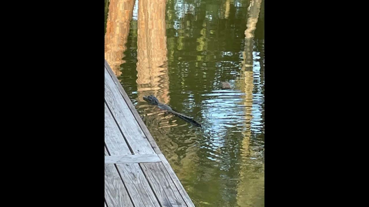 Young Alligators At Cherry Pocket In Lake Wales Florida YouTube