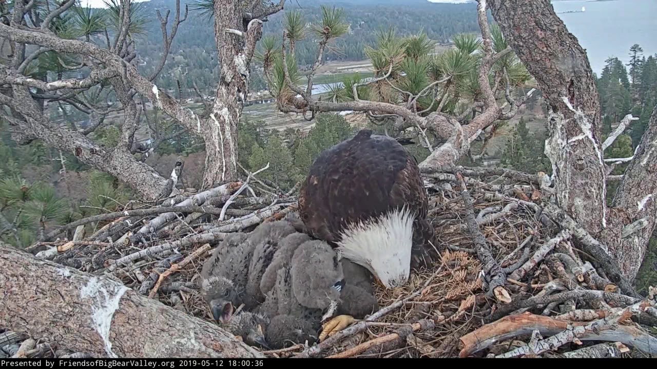 Big Bear Bald Eagle Nest Cam That Crazy Cookie Dough 5 12 2019 17 Big bear bald eagle nest cam that crazy cookie dough 5 12 2019 17