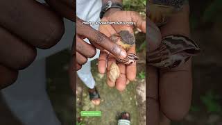 #foryou #farmlife #snails #farmfun #ngsnails
