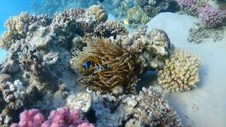 P5050123   Clownfish