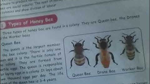 TERM III STD 5 SCIENCE LN:1 OUR ENVIRONMENT [APICULTURE]