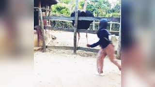 Maajabu ya mbuni