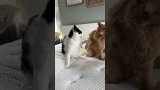 Slow motion of cats wrestling! by BVIRAL 1,079 views 4 days ago 1 minute, 2 seconds