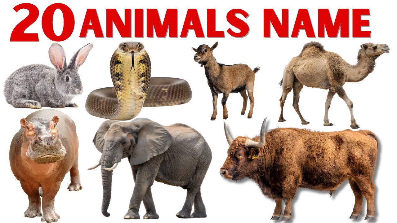 जंगली जानवर के नाम | Animals Name for Kids | Animals Name