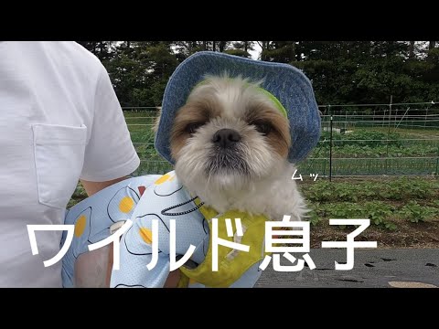 【シーズー】思いのほか自分の足が短いことに気づいた息子w w w【犬Vlog】