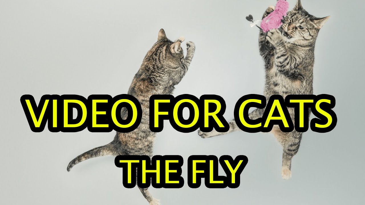 Flies for cats Cat games YouTube