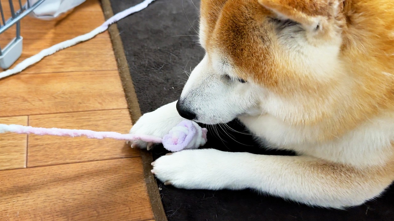 Shibe is shocked by the ball of yarn, which gets smaller every time it is pulled.