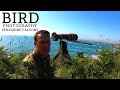 BIRD | WILDLIFE PHOTOGRAPHY UK | Photographing Peregrine Falcons