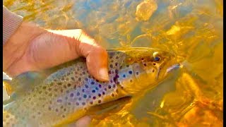 FALL FLY FISHING-FALL BROWNS