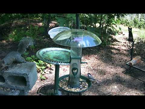 Bird Bath Wednesday
