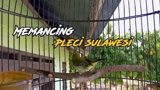 Pancingan bunyi suara pleci sulawesi