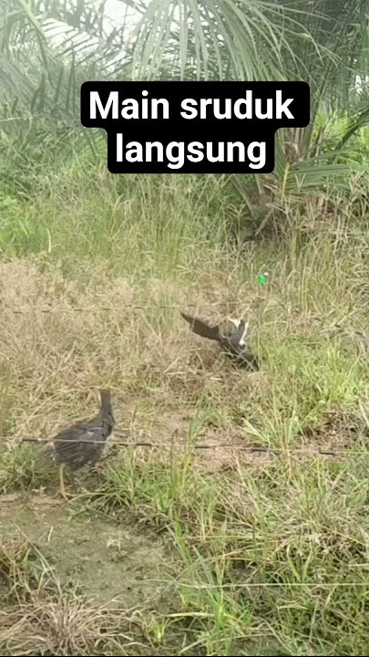 main sruduk langsung#jeratruakruak#pikatruakruak #kangibnuharbar