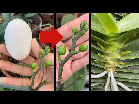 Video: Orchid Bud Blast Information - Ano ang Mga Sanhi ng Orchid Bud Blast