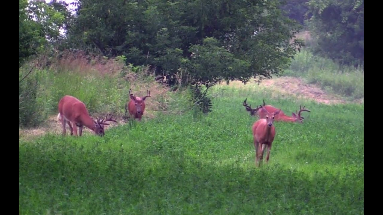 An Easy Way To Raise Or Reduce Deer Numbers YouTube