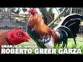 Granja R. Greer Roberto Greer Garza | Beautiful Birds Big Farm Tuxpan