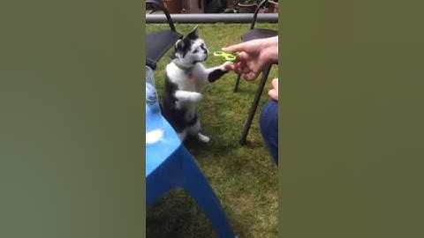 Funny cat video - Fidget spinner