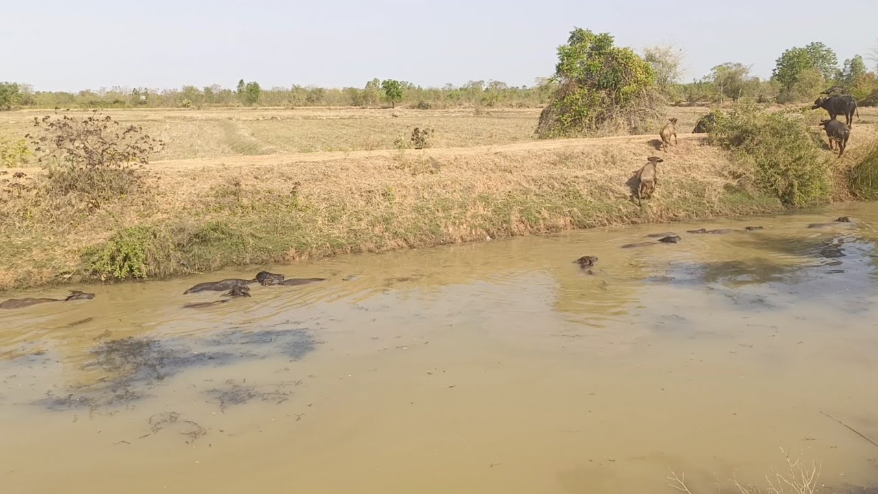 ใส่เบ็ดเหยื่อแมงจีซอน กินข้าวทุ่งกับทีมงานเหยื่อจมก็เด็ด เหยื่อลอยก็ใช่ หมานบักเอ้บอีกแล้ว