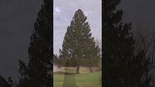 The 2025 Rockefeller Center Christmas tree has been chosen