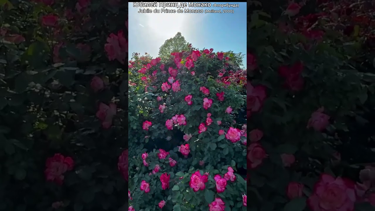 РОЗА ЮБИЛЕЙ ПРИНЦА МОНАКО (Jubile de Saint-Petersbourg, Cherry Parfait, Fire & Ice)