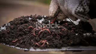 “This Tiny Creature Is Holding Your Soil Together (Scientists Confirm)”