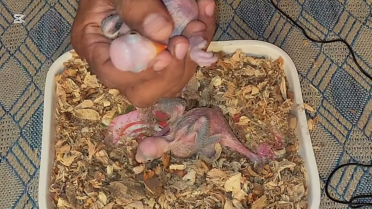 ringneck ke bacchon mein pahchan male female ki 🐣🐥🐣🐥🐣