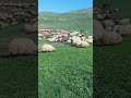 NKOPI SANTINA NTITO NAIBOR Georgia Samburu Sheepfarming NKOPI SANTINA NTITO NAIBOR Georgia Samburu Sheepfarming