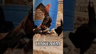 The Purest Japanese Shamo In Pakistan 🔥💯