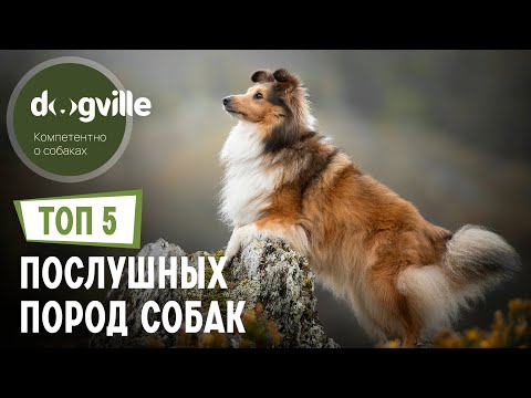 ТОП 5 ПОСЛУШНЫХ пород собак – Часть 2