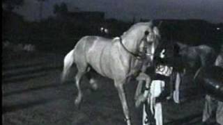 Nisar Stud Farm, Amer Nisar Khan, Training Horses, Gujranwala, Horse Dancing in Pakistan,