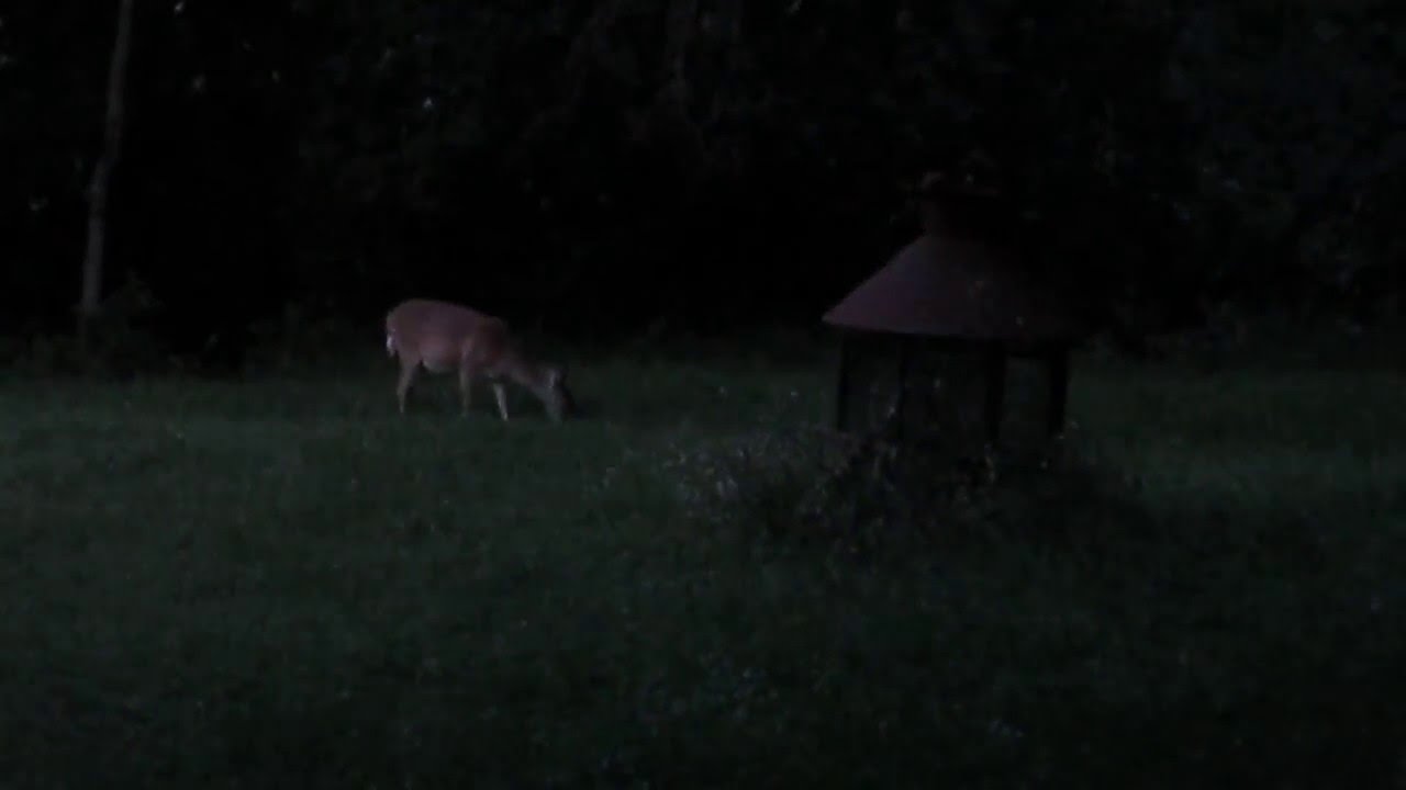 Deer at dusk and fireflies