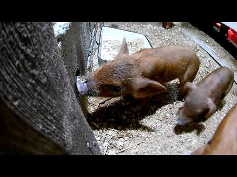 წყალს სვამენ ჩემი ჩოჩრები, ჯაჯუნები...ამერიკული და ევროპული დუროკის გოჭები